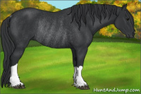Horse Color:Brown Rabicano 