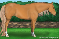 Horse Color:Chocolate Palomino 