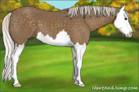 Horse Color:Silver Buckskin Splash