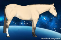 Horse Color:Buckskin Dun