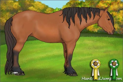 Horse Color: Bay 