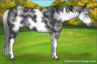 Horse Color:White Spotted Black Splash Frame 