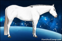 Horse Color:White Spotted Bay Appaloosa
