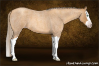 Horse Color:Gray Gold Cream Champagne Roan Splash 