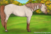 Horse Color:Red Dun Roan 