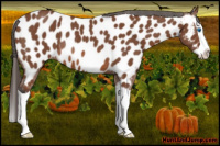Horse Color:Bay Splash Appaloosa Rabicano 