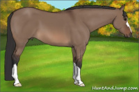 Horse Color:Bay Dun