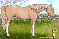 Horse Color:Gold Champagne 