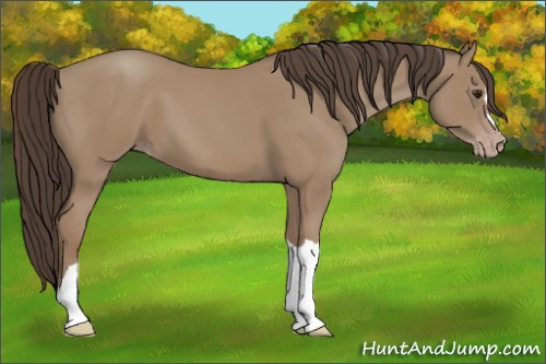 Horse Color: Classic Champagne 