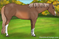Horse Color:Chestnut 