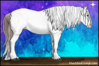 Horse Color:Brown Appaloosa 