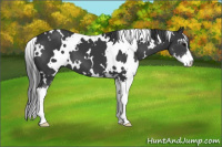 Horse Color:White Spotted Brown Sabino