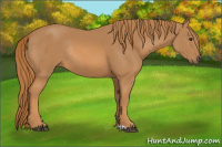 Horse Color:Chestnut Rabicano 