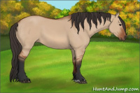 Horse Color:Bay Dun