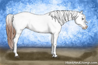 Horse Color:Brown Appaloosa 