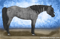 Horse Color:Brown Roan