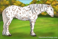 Horse Color:Chestnut Appaloosa 