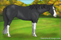 Horse Color:Black Splash