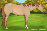 Horse Color:Red Dun 