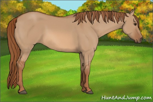 Horse Color: Red Dun 