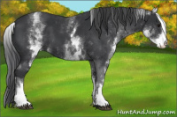 Horse Color:White Spotted Black 