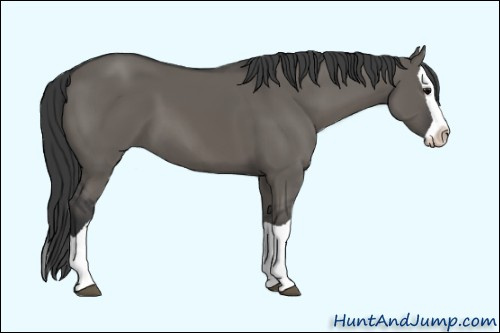 Horse Color: Unknown 