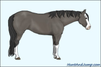 Horse Color:Unknown 