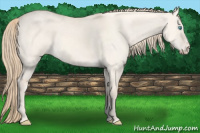 Horse Color:Perlino Dun Sabino