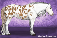 Horse Color:Buckskin Appaloosa 