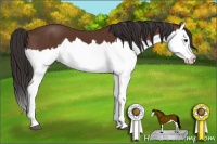 Horse Color:Bay Splash 
