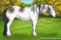 Horse Color:White Spotted Grullo