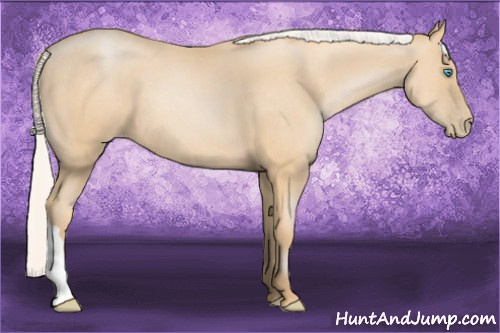 Horse Color: Silver Buckskin Pearl 