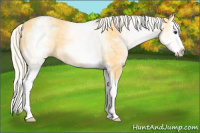 Horse Color:White Spotted Palomino Splash
