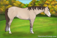 Horse Color:Amber Champagne Dun Splash 