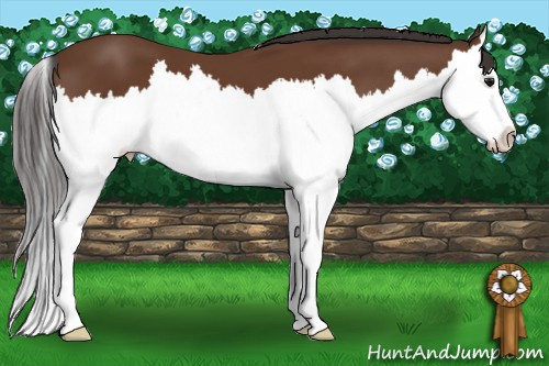Horse Color: Bay Splash 
