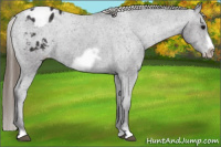Horse Color:Buckskin Frame Appaloosa 