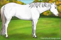 Horse Color:White Spotted Bay Roan Splash Frame Appaloosa 