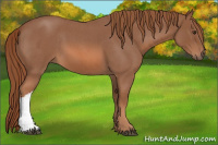 Horse Color:Red Roan 