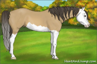 Horse Color:Buckskin Splash 
