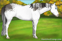 Horse Color:White Spotted Smoky Grullo Splash 