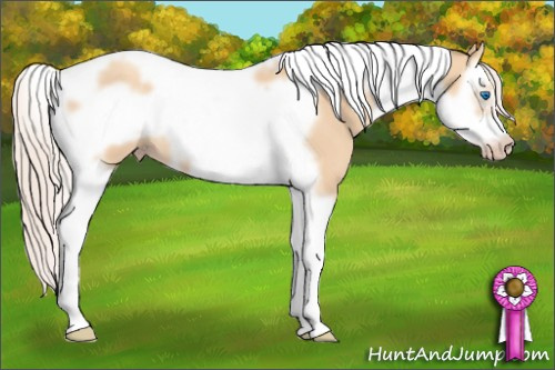 Horse Color: Silver Classic Champagne Dun Splash Tobiano Frame 