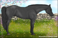 Horse Color:Blue Roan 