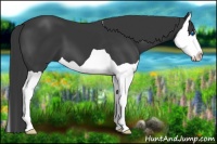 Horse Color:Black Splash 