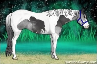 Horse Color:Black Sabino Tobiano 