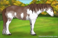 Horse Color:Liver Chestnut Splash 