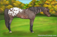 Horse Color:Bay Appaloosa 