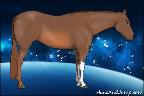 Horse Color: Chestnut 