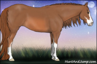 Horse Color:Liver Chestnut Sabino
