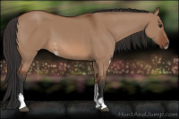 Horse Color:Bay Dun Sabino 