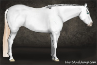 Horse Color:White Spotted Smoky Black Pearl Sabino Appaloosa